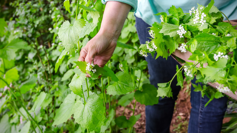 harvesting garlic mustard