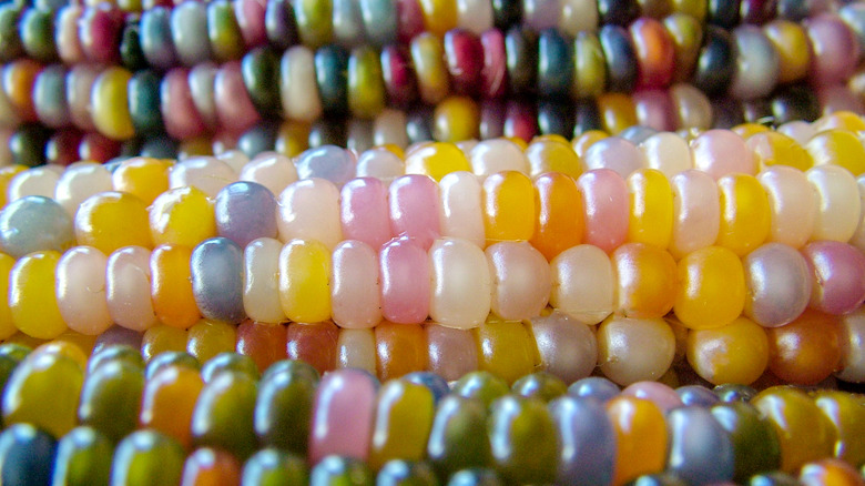 Glass gem corn