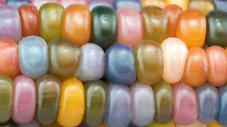 Glass gem corn