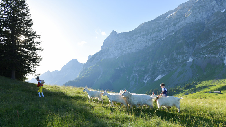 Boys herding goats in the mountains