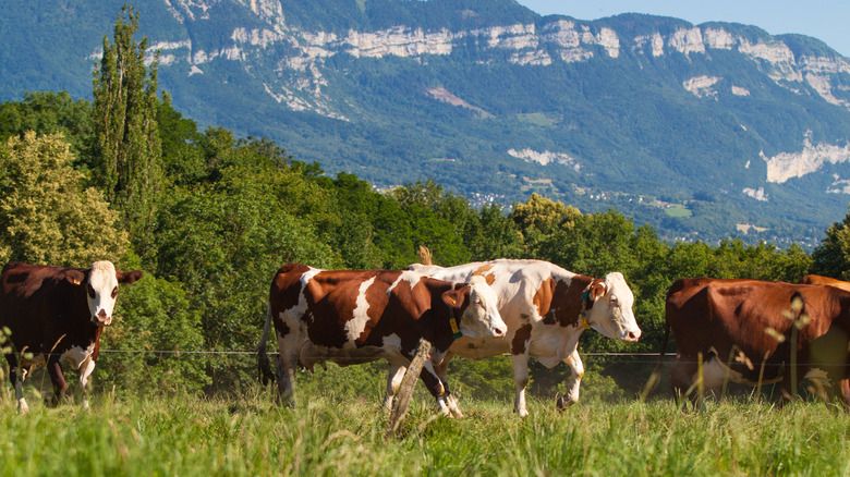 Gruyère switzerland pastures