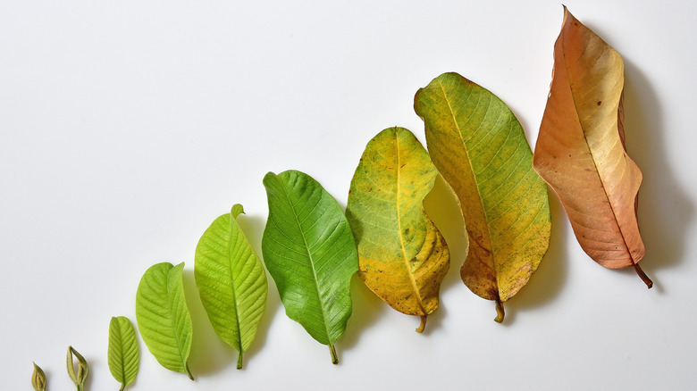 Guava Leaves