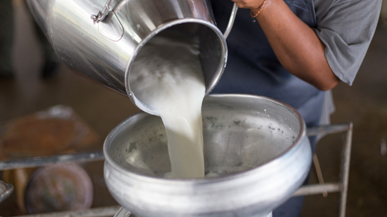 Dairy farmer pouring milk from one container to another
