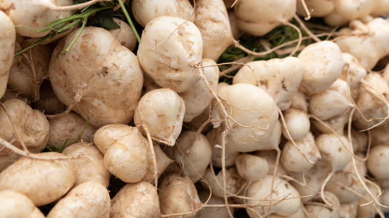 pile of raw jicamas