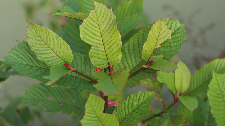 Close-up of kratom leaves