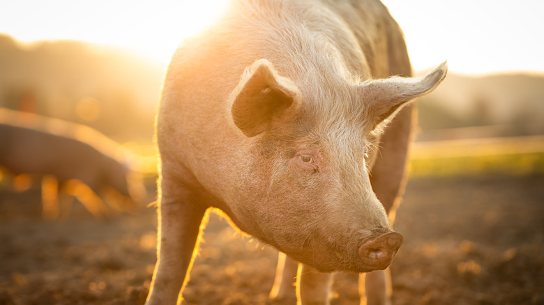 pig on farm