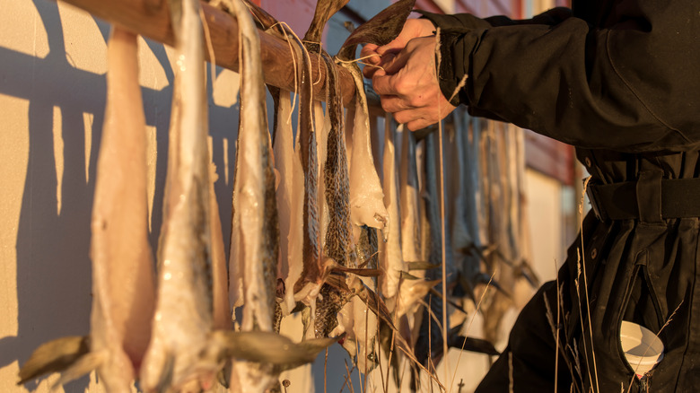 Drying fish for lutefisk