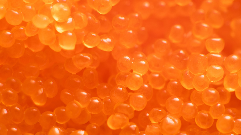 masago close-up