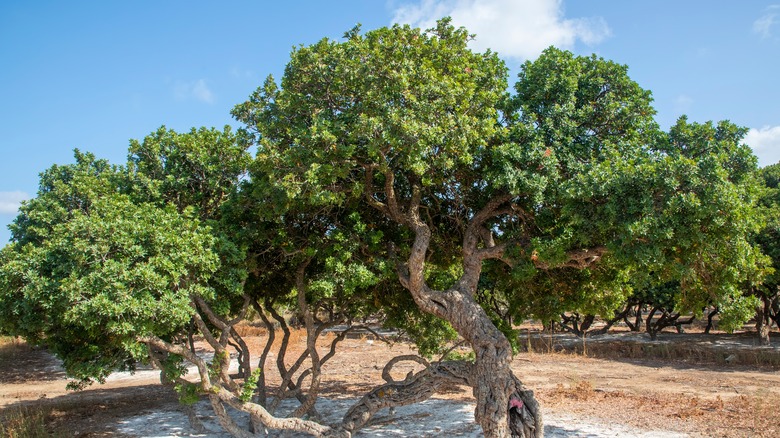 Mastic trees blue sky sand