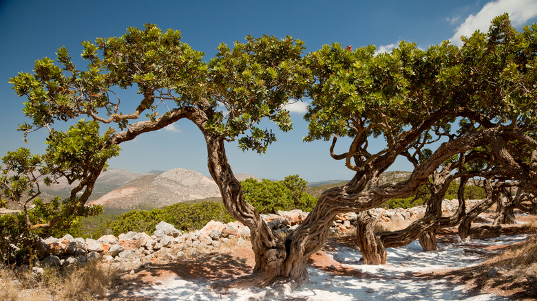 Mastic trees against blue sky