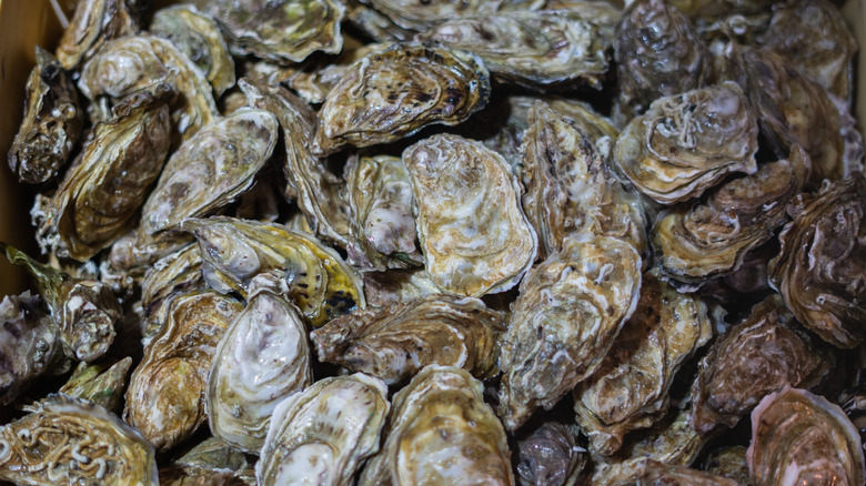 Bunch of closed shell oysters