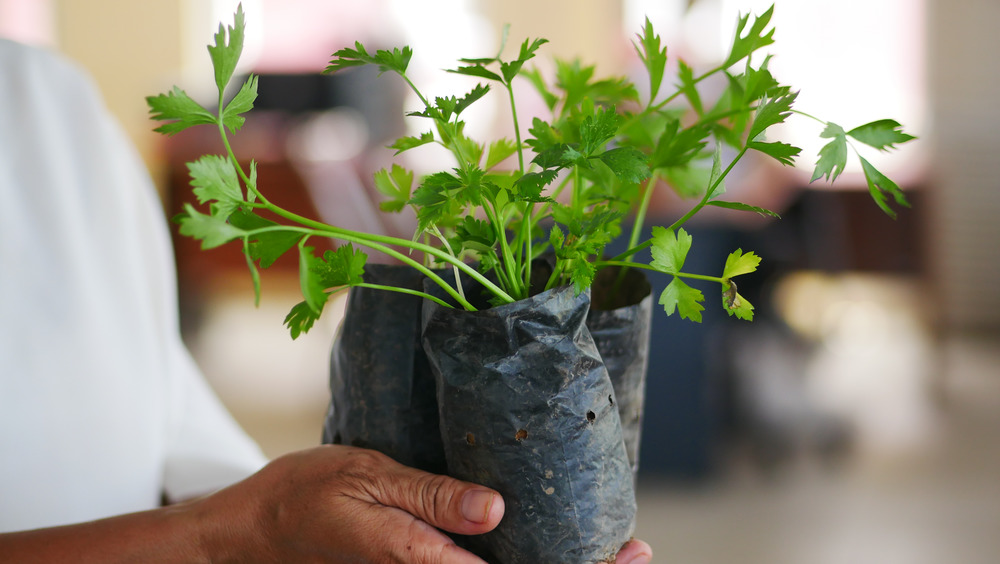 Person holding potted minari plants