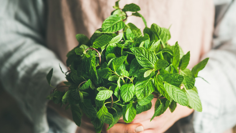 Bunch of fresh mint in hands