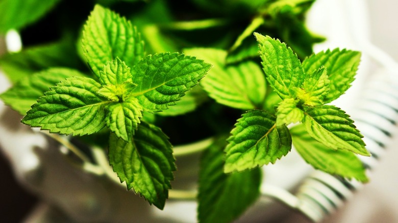 Difference between Peppermint and Mint