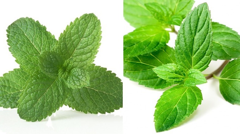 Spearmint leaves and peppermint leaves