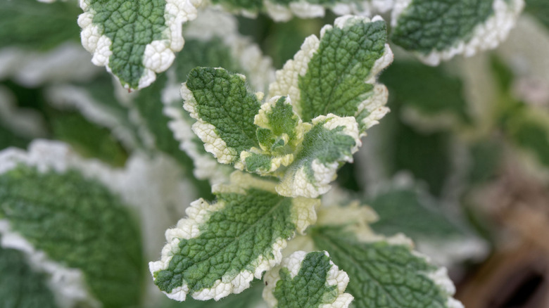 White and green leaves of pineapple mint