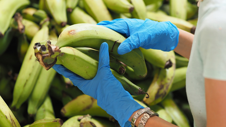 Choosing plantains