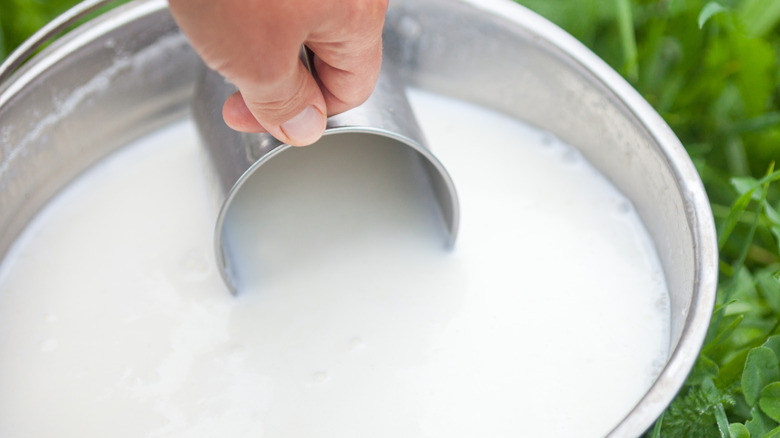 Person scooping can of milk from pail