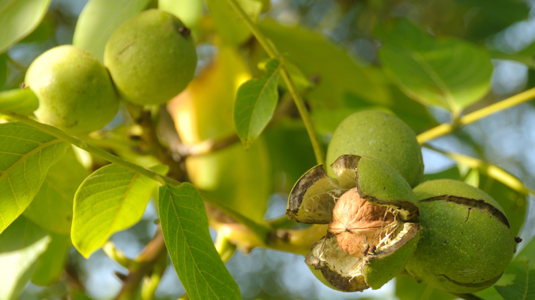 green walnuts on branch