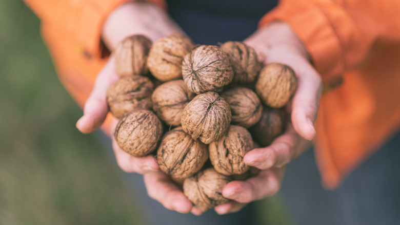 woman holds walnuts in her hands