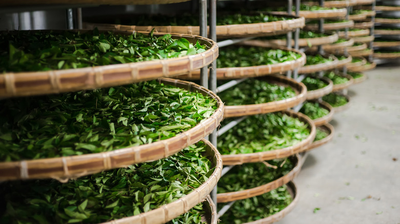 Green tea leaves drying out on racks