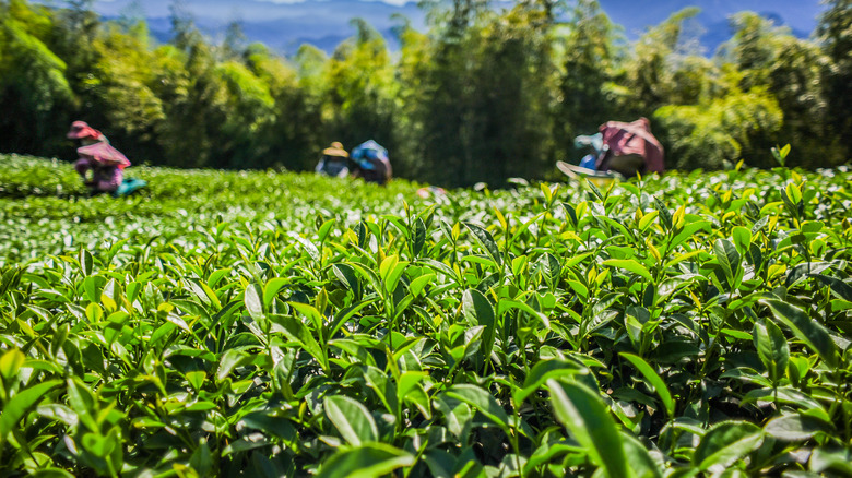 Tea plantation in the mountains of Taiwan