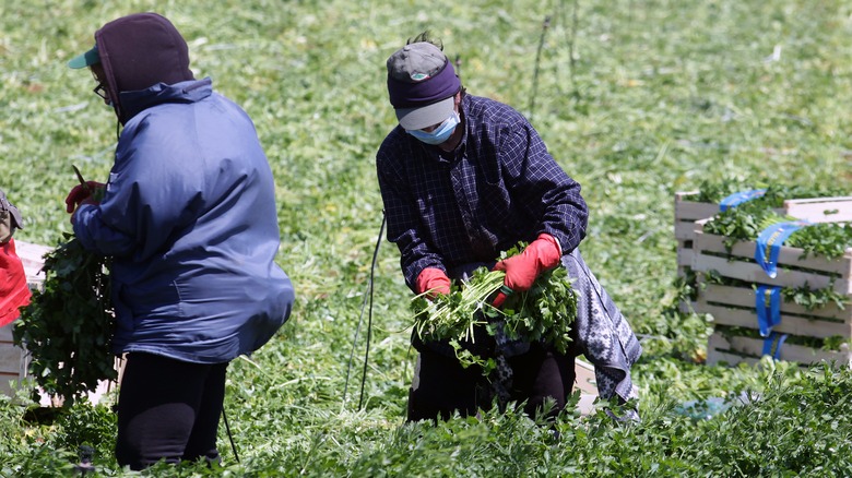 Harvesting parsley