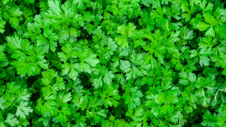 An abundance of parsley