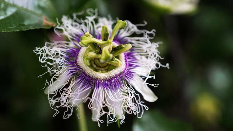 passionfruit flower with green background and leaves