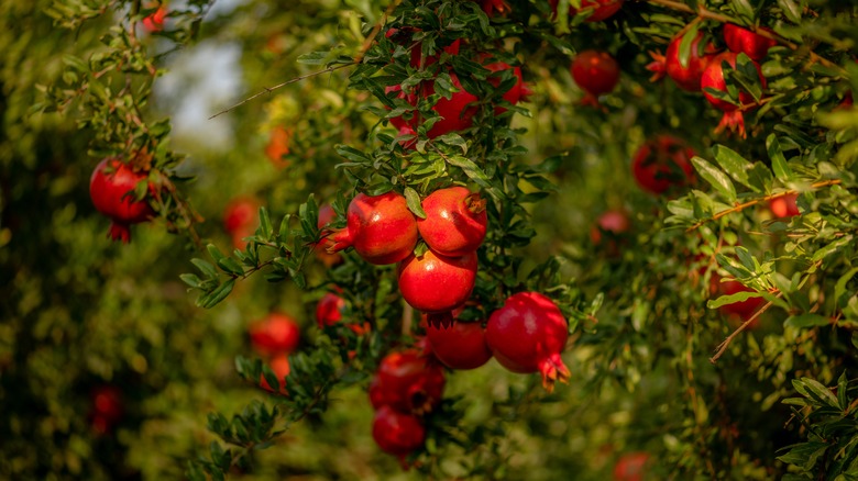 Pomegranate orchard