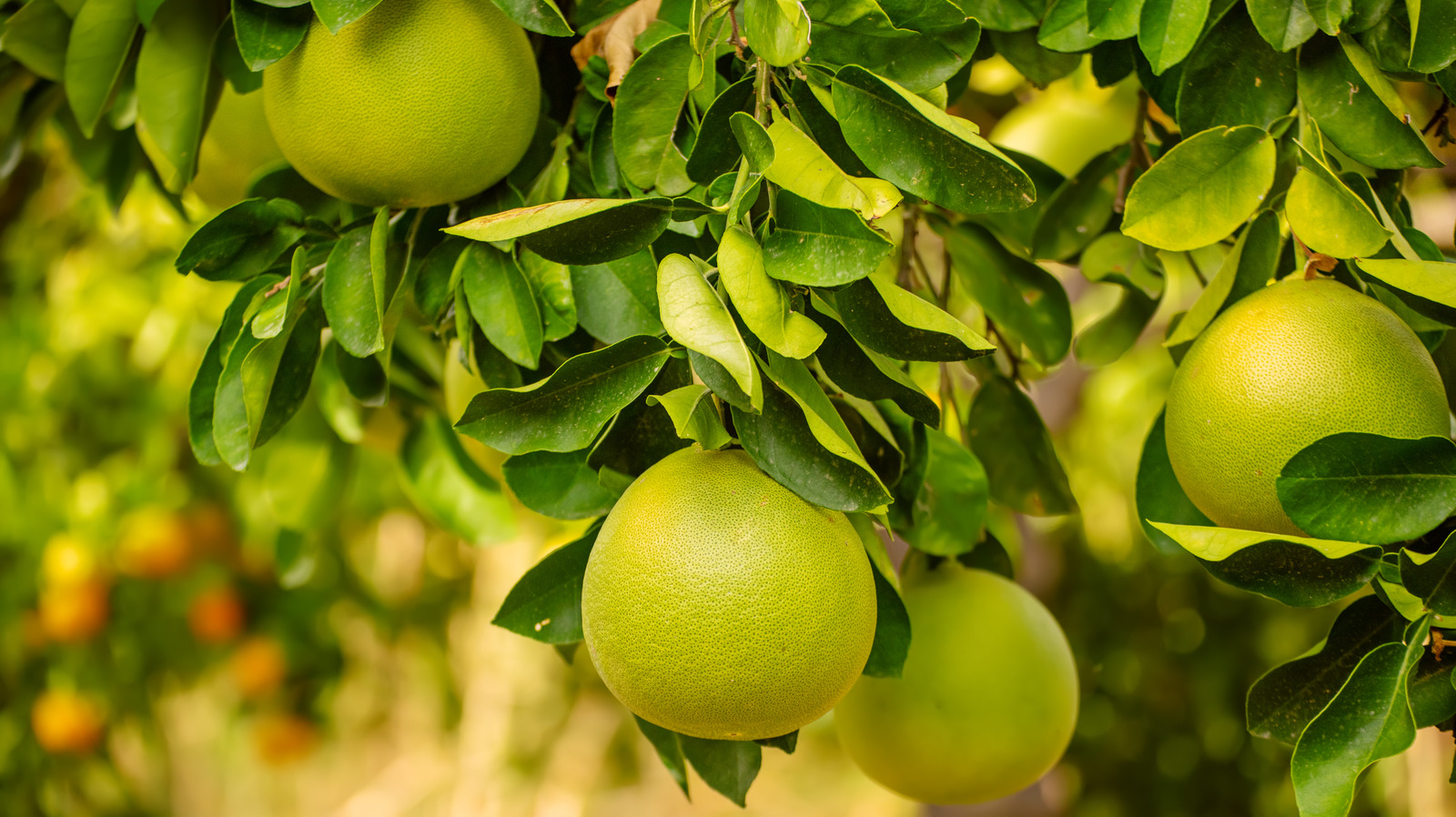 What Is Pomelo And What's It Taste Like?