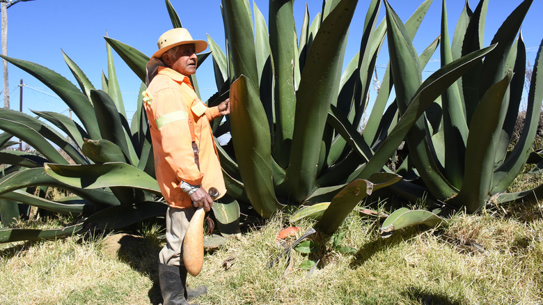 farmer with agave plant