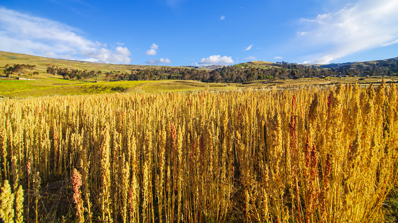 Quinoa growing in the field