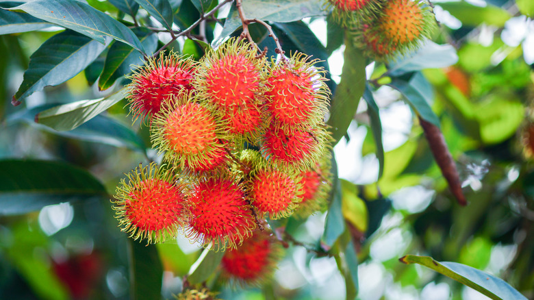 A cluster of rambutans hanging on a tree