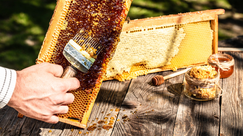 Scraping raw honey from honeycomb