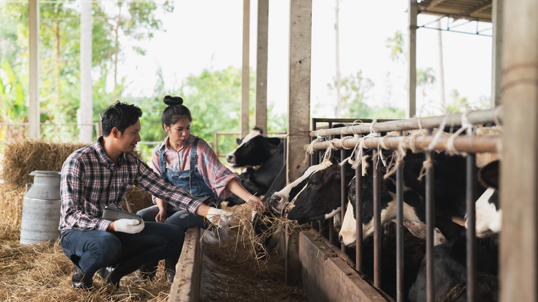 Farmers feeding milk cows