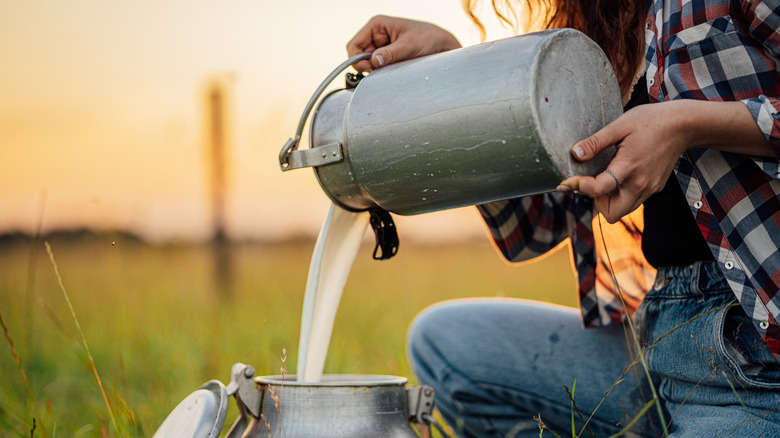 A woman pouring freshly milked milk