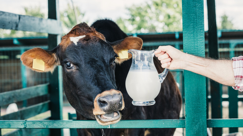 A pitcher of milk next to a cow