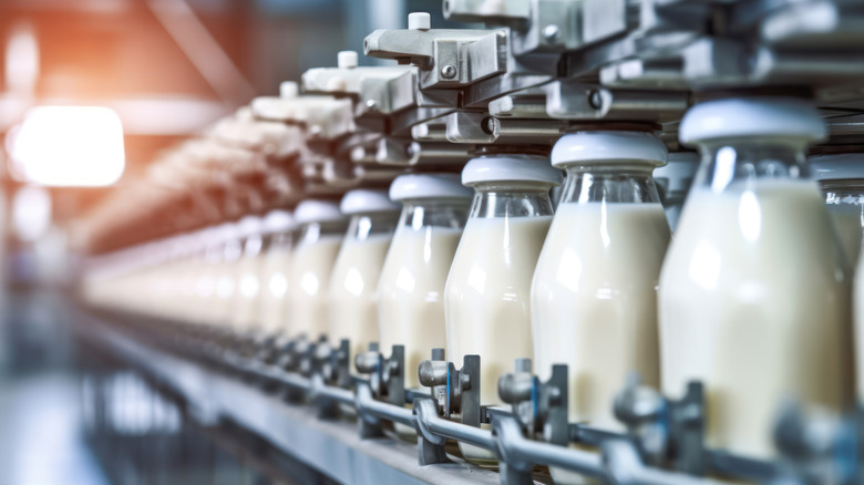 Glass milk bottles on a production line