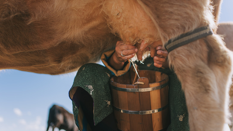 A woman milking a cow