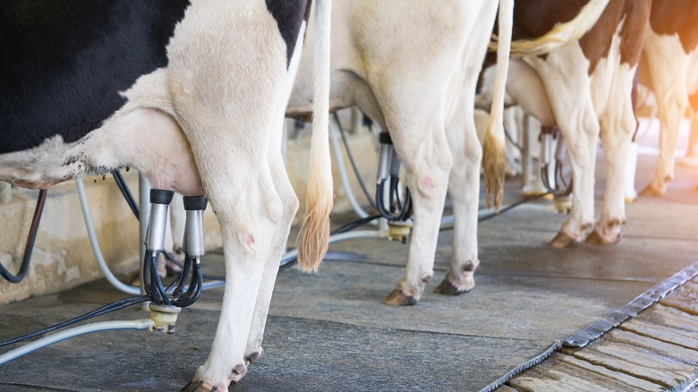 Cows attached to milking machines