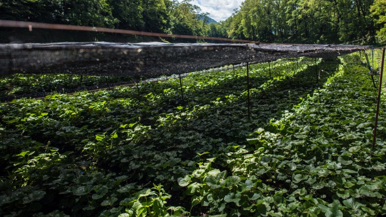 secret wasabi farm