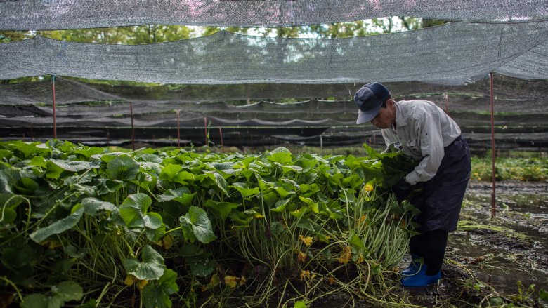 wasabi is hard to grow