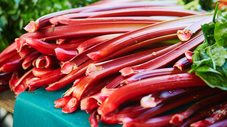 Red rhubarb in a bunch