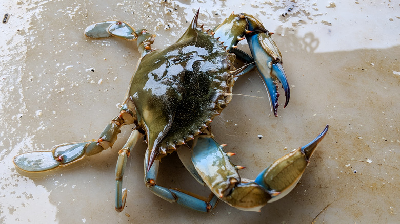 Blue crab on brown sand