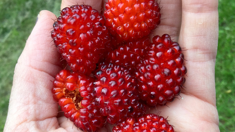 A handful of salmonberries