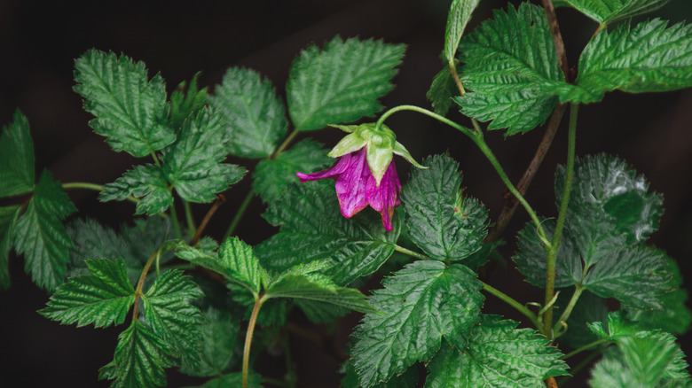 Salmonberry plant and flower