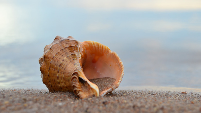 conch