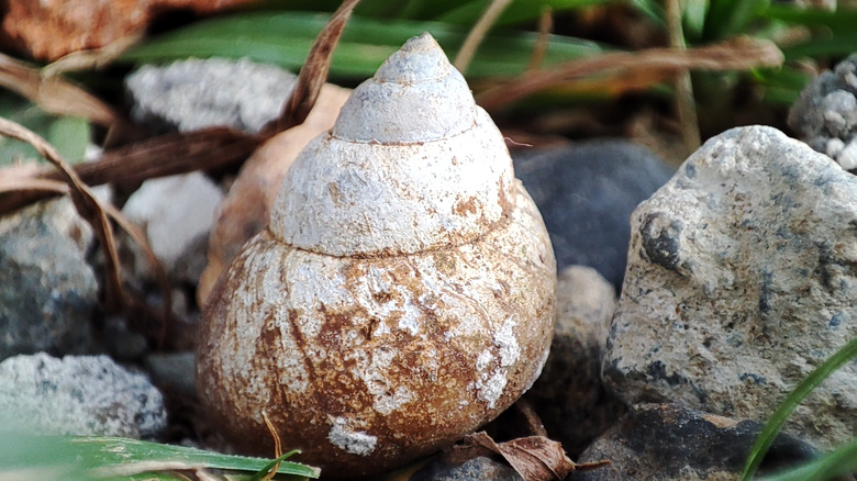 conch shell