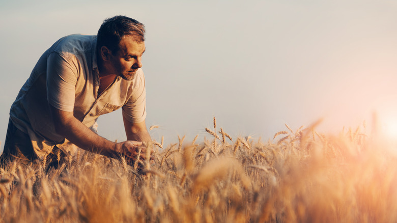 Man amongst wheat